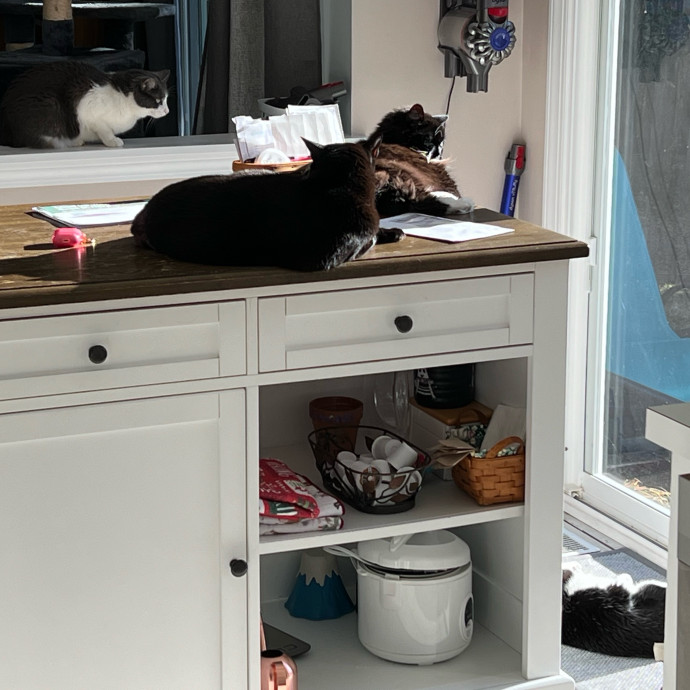 Gabby The Feline Fanatic