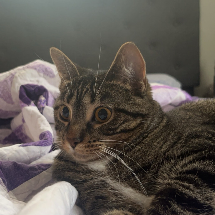 Gabby The Feline Fanatic