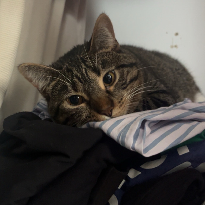 Gabby The Feline Fanatic