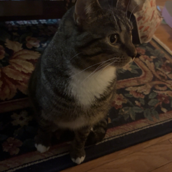 Gabby The Feline Fanatic photo 3