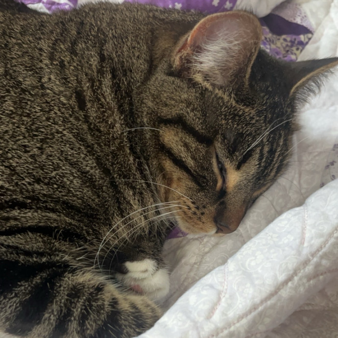 Gabby The Feline Fanatic photo 2
