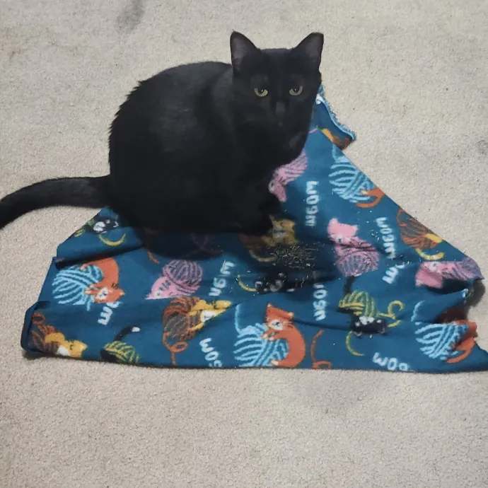 Great Cat Care By A Certified Cat Lady