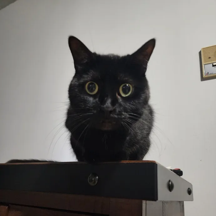 Great Cat Care By A Certified Cat Lady