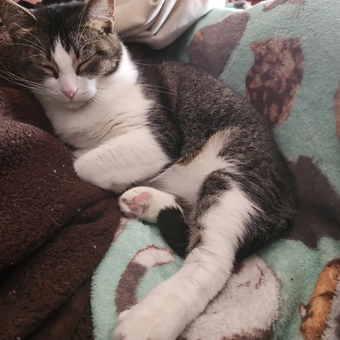 Great Cat Care By A Certified Cat Lady