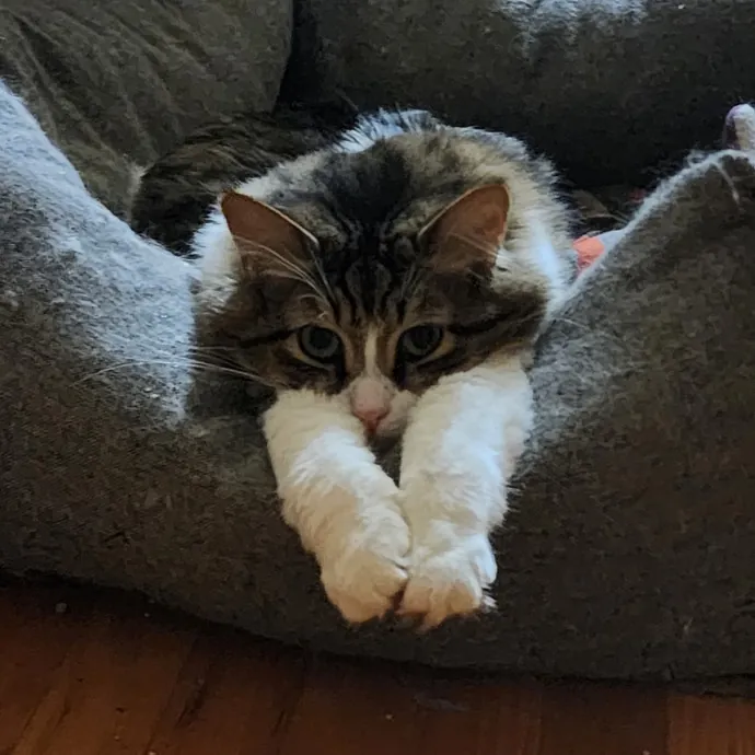 Great Cat Care By A Certified Cat Lady