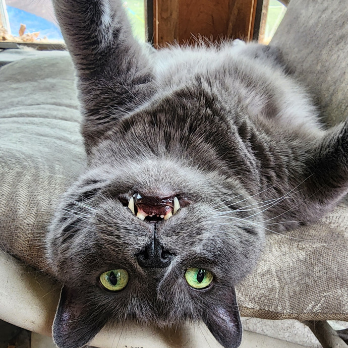 Great Cat Care By A Certified Cat Lady