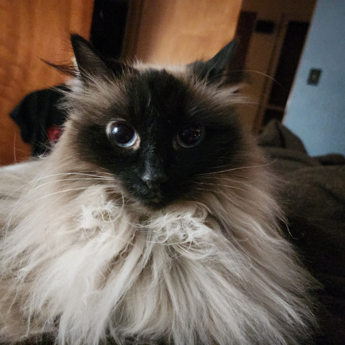 Great Cat Care By A Certified Cat Lady
