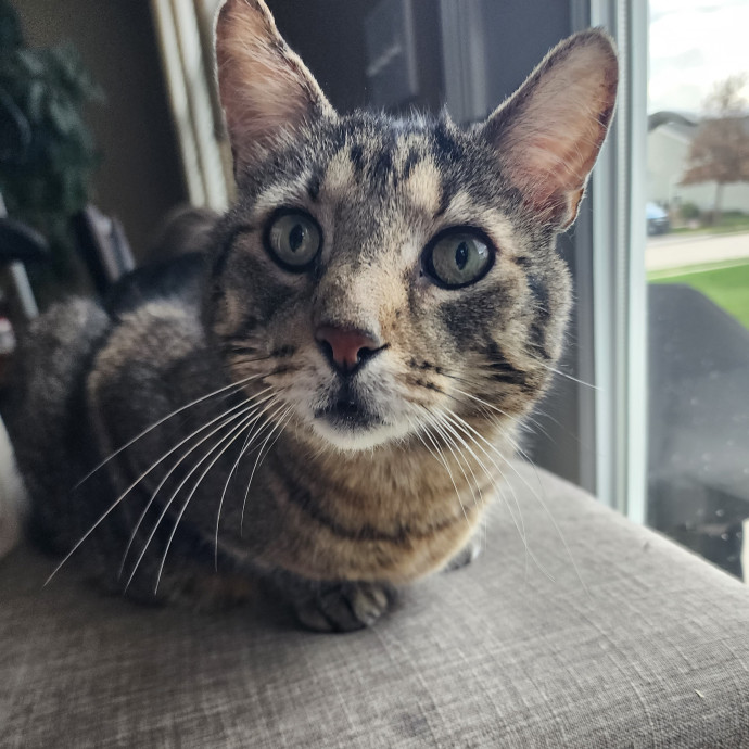 Great Cat Care By A Certified Cat Lady