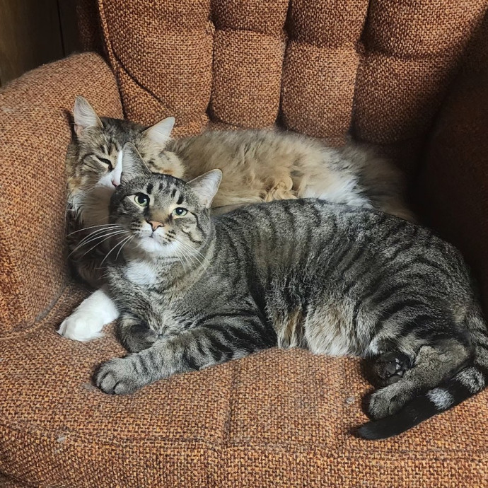 Great Cat Care By A Certified Cat Lady photo 3