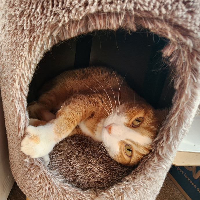 Great Cat Care By A Certified Cat Lady photo 2