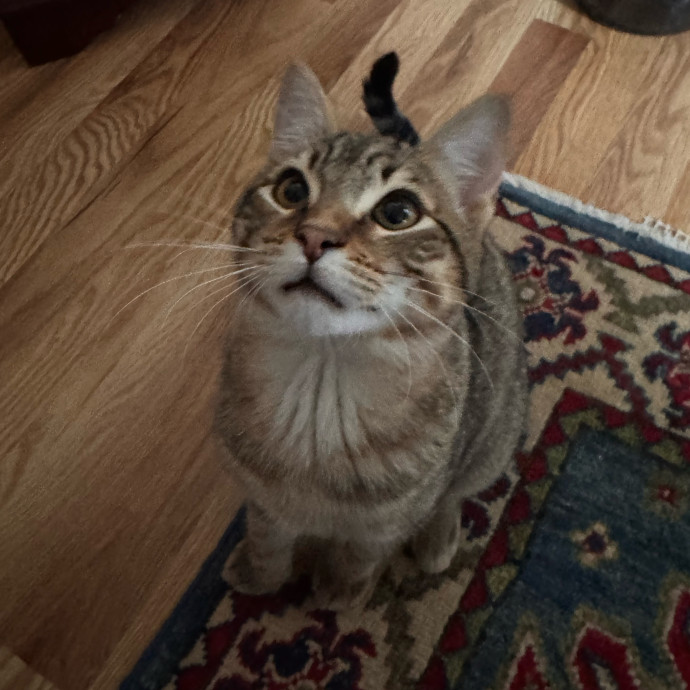 Welcome To The Hiat Meowtel
