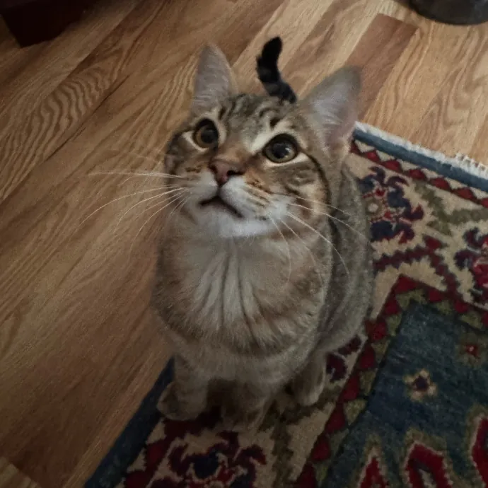 Welcome To The Hiat Meowtel