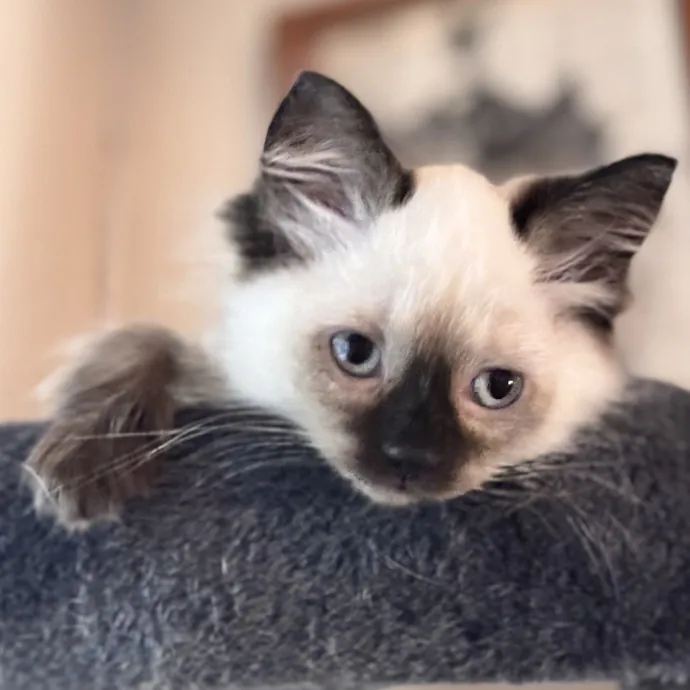 Welcome To The Hiat Meowtel