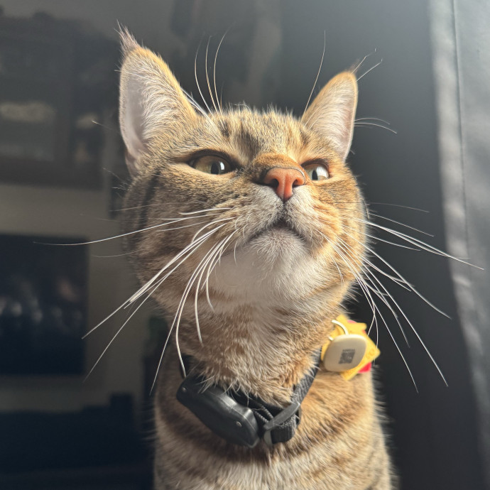 Welcome To The Hiat Meowtel