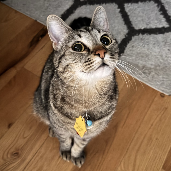 Welcome To The Hiat Meowtel
