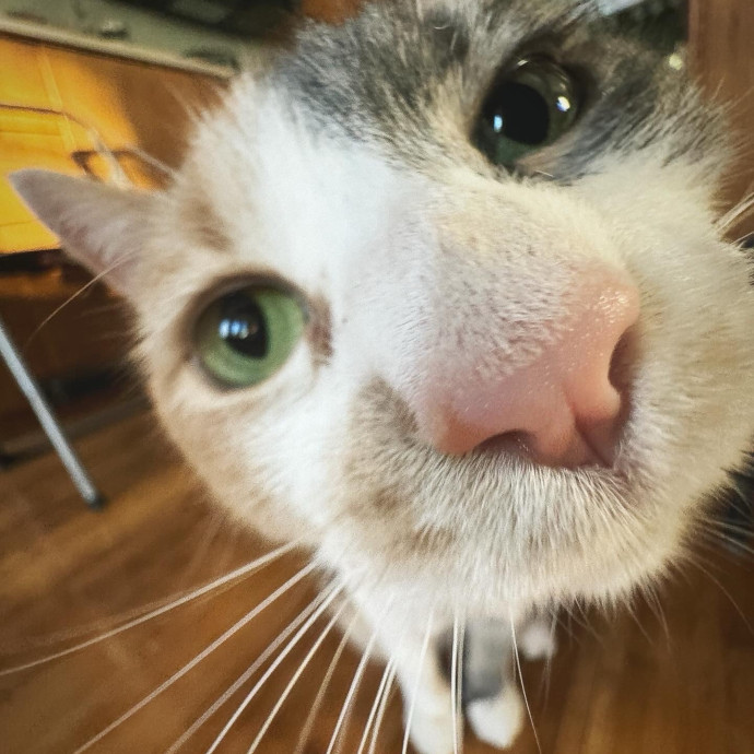 Welcome To The Hiat Meowtel