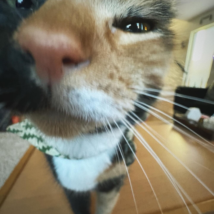Welcome To The Hiat Meowtel