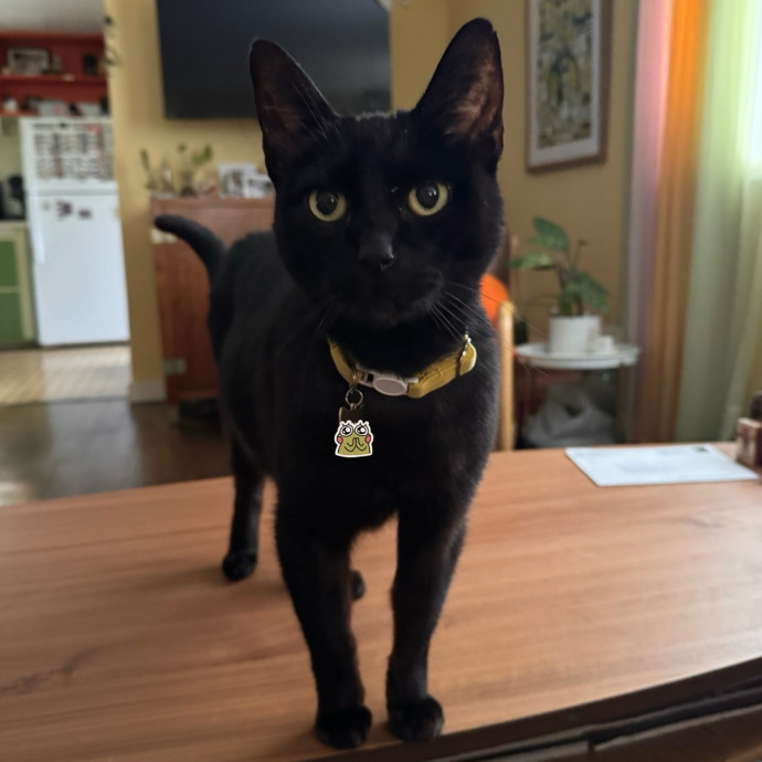 Welcome To The Hiat Meowtel