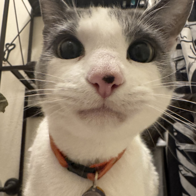 Welcome To The Hiat Meowtel