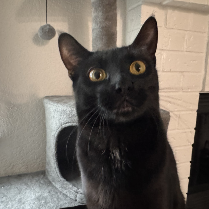 Welcome To The Hiat Meowtel photo 3