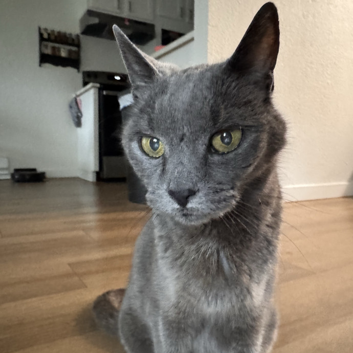 Welcome To The Hiat Meowtel photo 2