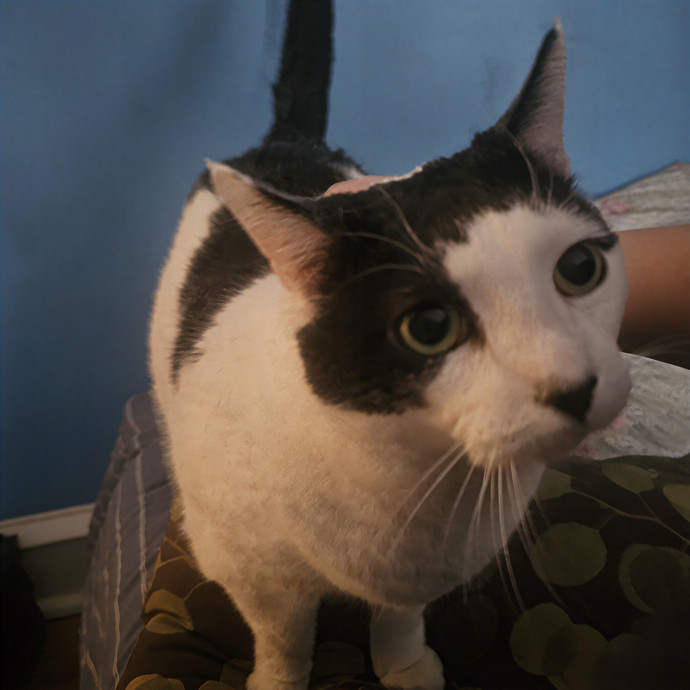 April's Purfect Cat Sitting photo 3