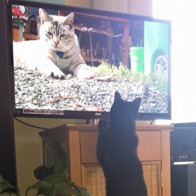 1 Cat Short Of Crazy Petsitting Service