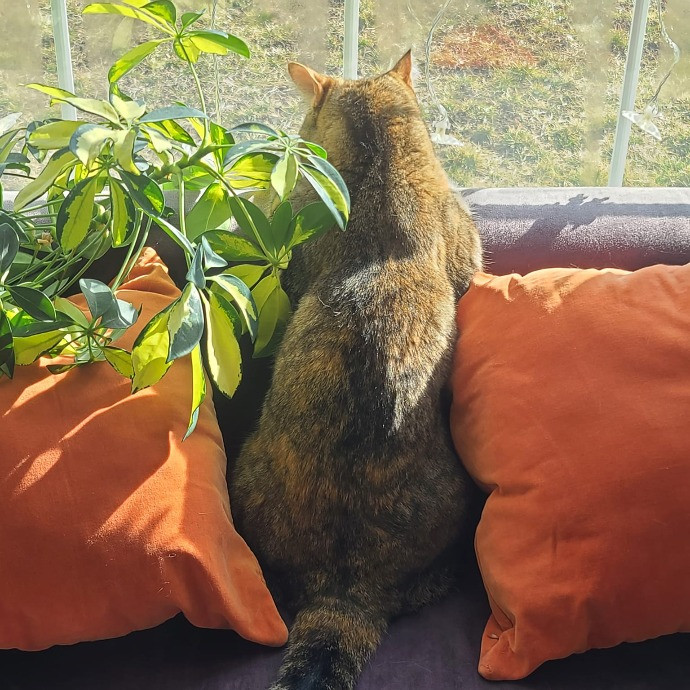 1 Cat Short Of Crazy Petsitting Service