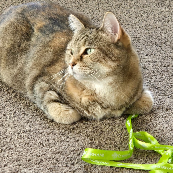 1 Cat Short Of Crazy Petsitting Service