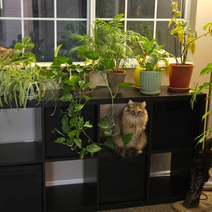 1 Cat Short Of Crazy Petsitting Service