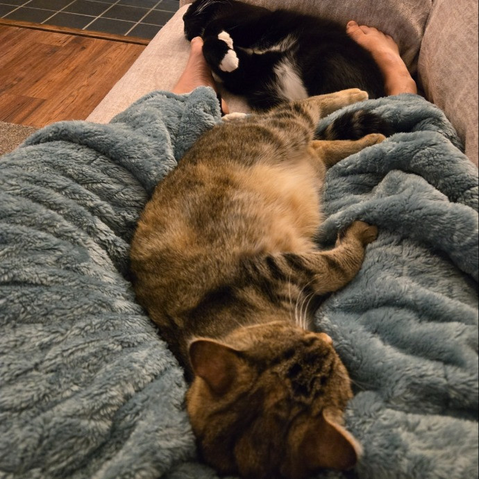 1 Cat Short Of Crazy Petsitting Service