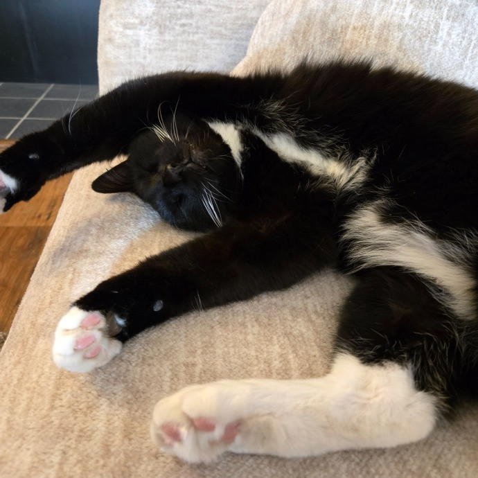 1 Cat Short Of Crazy Petsitting Service