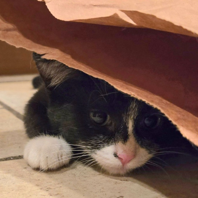 1 Cat Short Of Crazy Petsitting Service