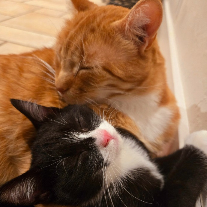 1 Cat Short Of Crazy Petsitting Service