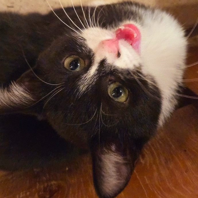 1 Cat Short Of Crazy Petsitting Service