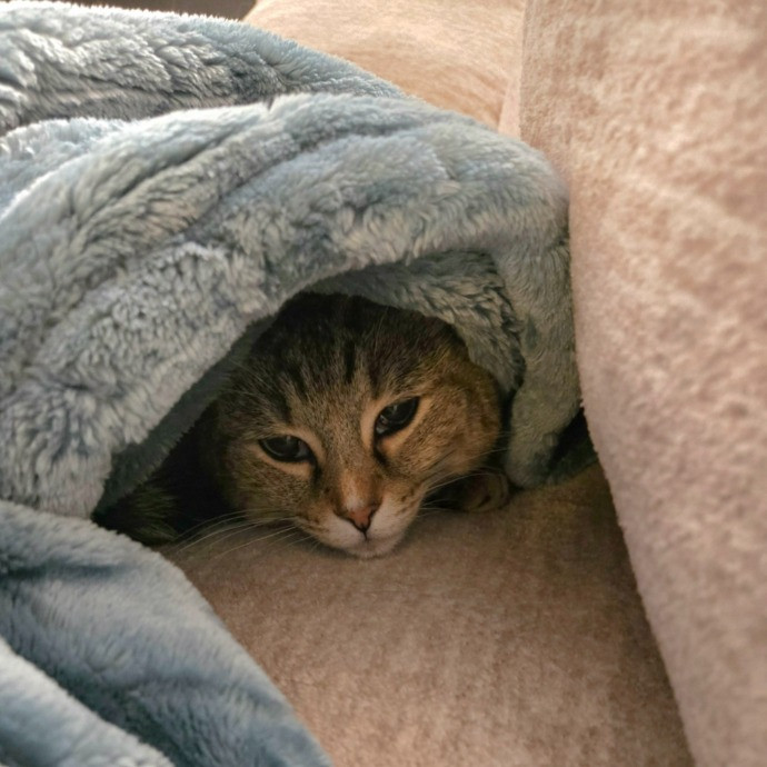 1 Cat Short Of Crazy Petsitting Service