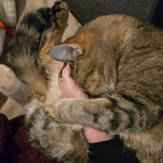 1 Cat Short Of Crazy Petsitting Service