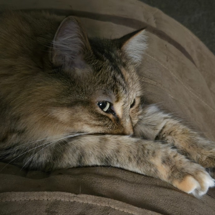 1 Cat Short Of Crazy Petsitting Service
