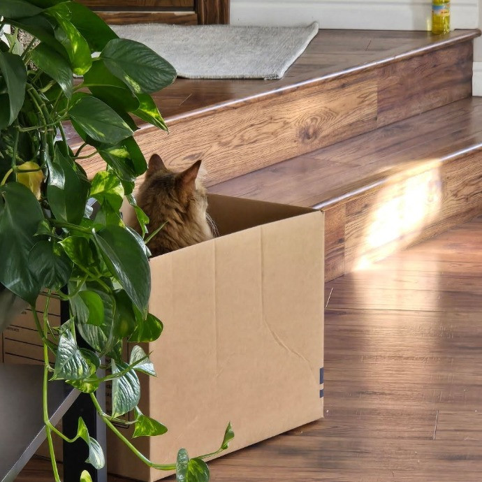 1 Cat Short Of Crazy Petsitting Service
