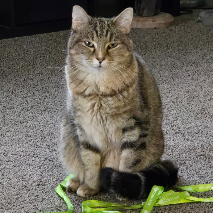 1 Cat Short Of Crazy Petsitting Service