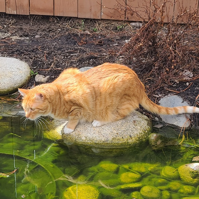 1 Cat Short Of Crazy Petsitting Service