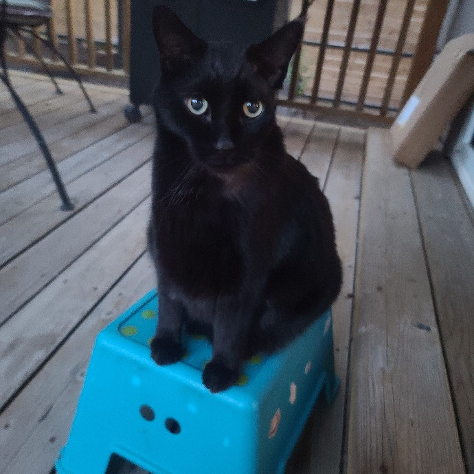 1 Cat Short Of Crazy Petsitting Service