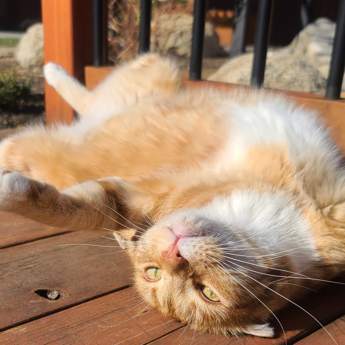 1 Cat Short Of Crazy Petsitting Service