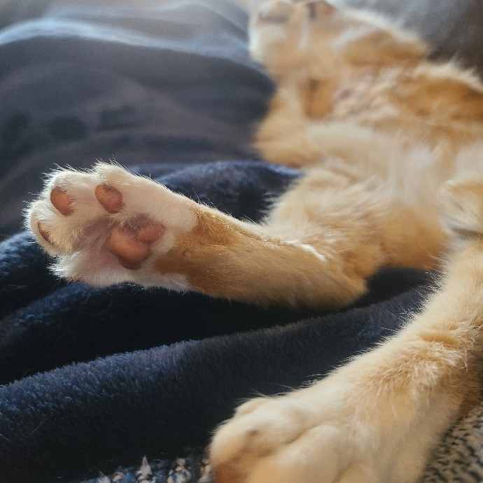 1 Cat Short Of Crazy Petsitting Service