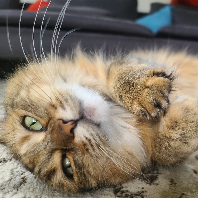 1 Cat Short Of Crazy Petsitting Service