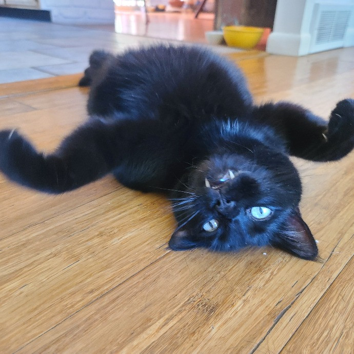 1 Cat Short Of Crazy Petsitting Service
