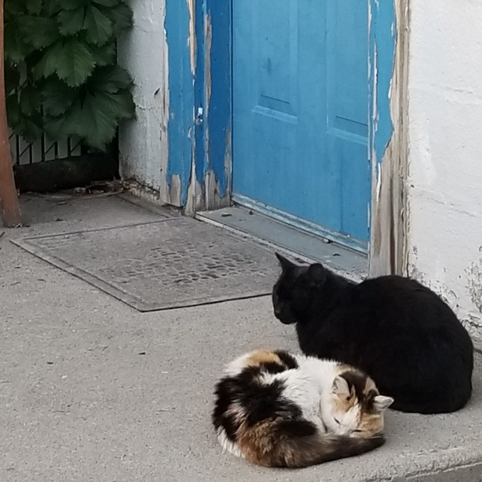 1 Cat Short Of Crazy Petsitting Service