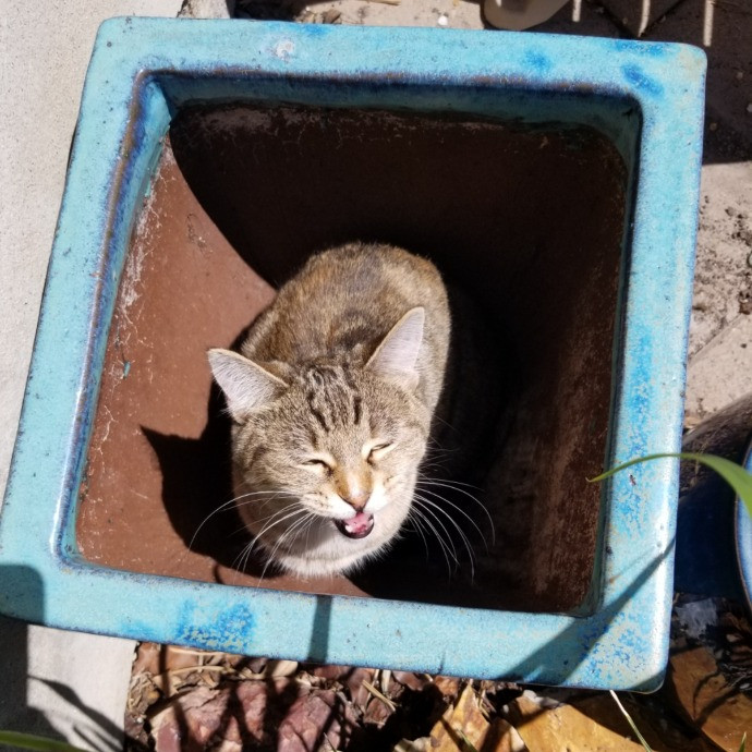 1 Cat Short Of Crazy Petsitting Service