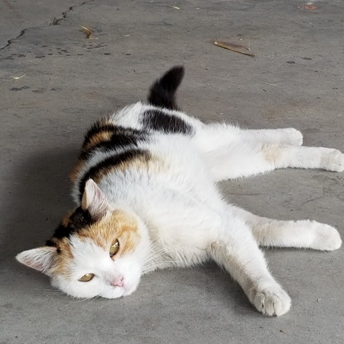1 Cat Short Of Crazy Petsitting Service