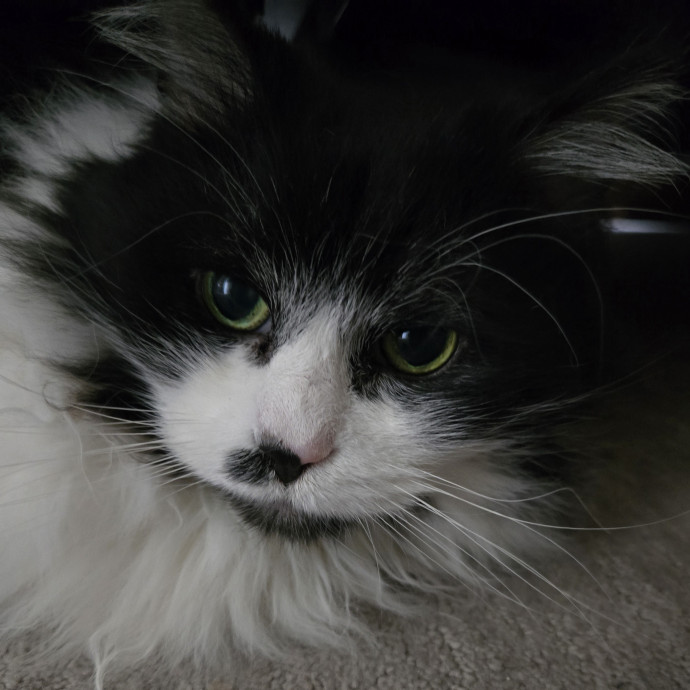 1 Cat Short Of Crazy Petsitting Service